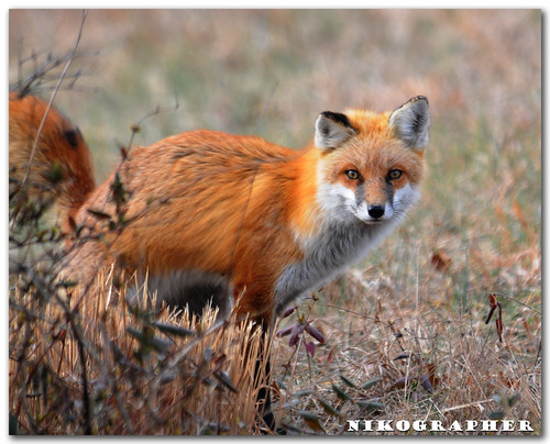 Scent Marking - Red Fox at Bombay Hook NWR, DE (3 of 9)