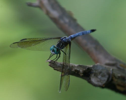 Perched Dragonfly