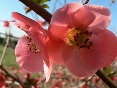 fiori rosa