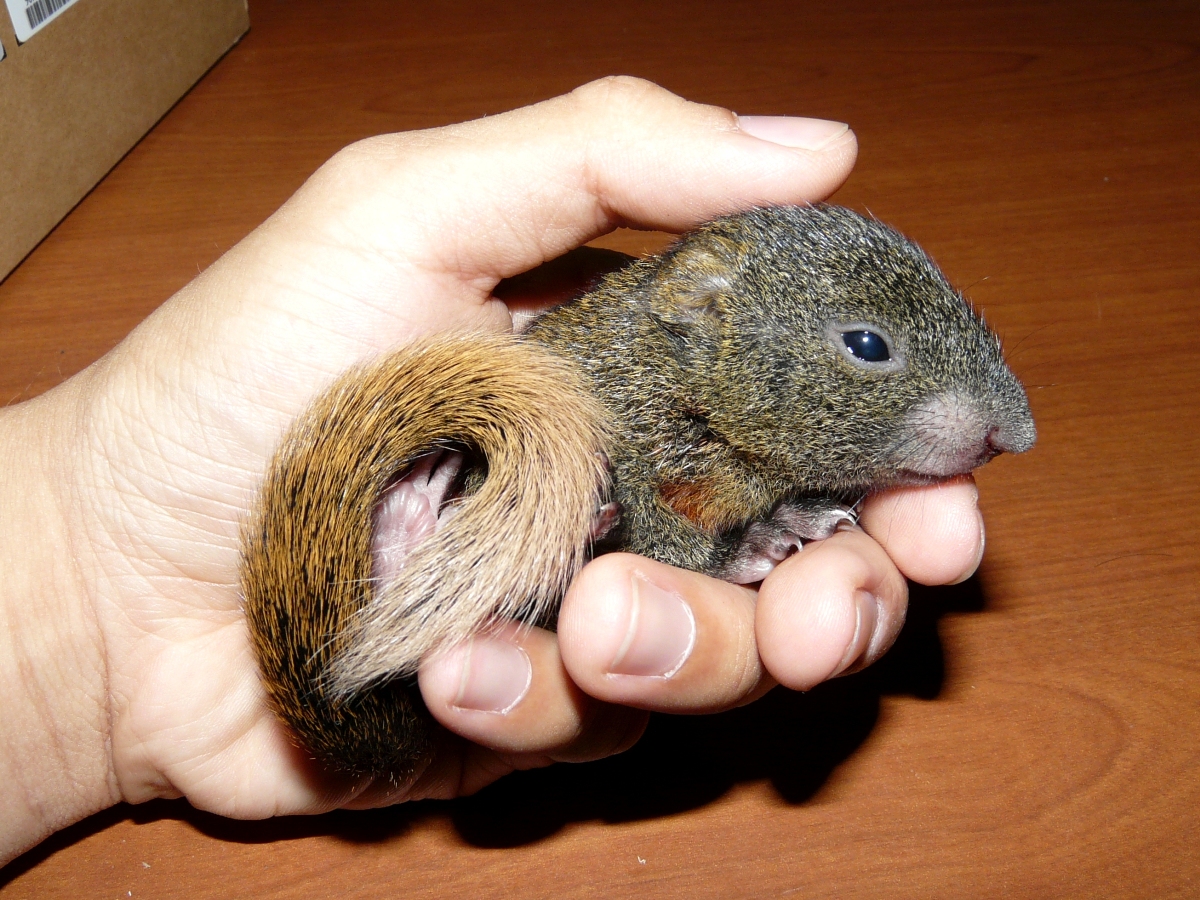 Rescued Baby Red-bellied Tree Squirrel (Callosciurus erythraeus) - 赤腹松鼠