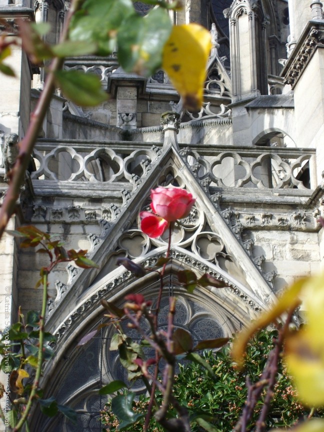 Notre Dame rose