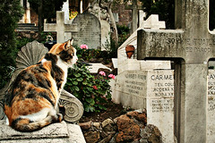 Cat on grave