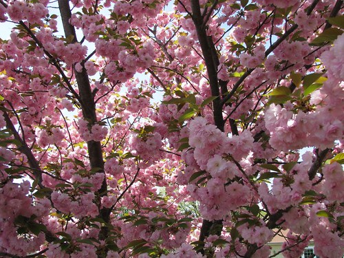 Profusion of Cherry Blossoms