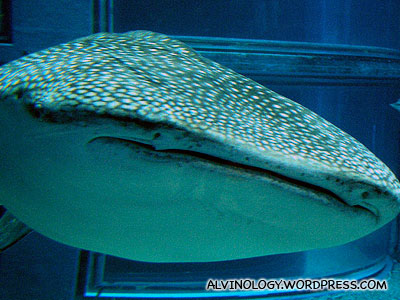 Frontal view of the whale shark