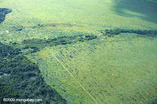 Cattle pasture in Amazon