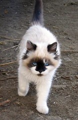 Itsy-Bitsy: cute, but angry-looking, kitten