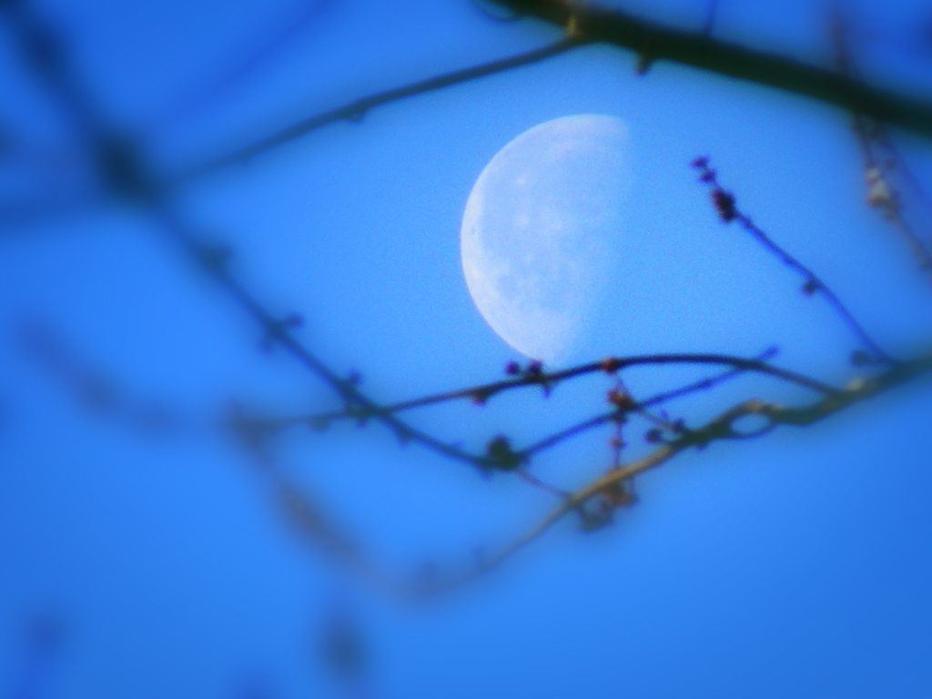 Image result for spring moon