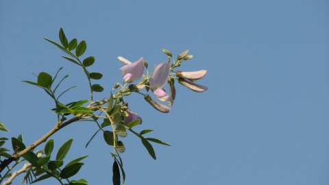 un id flowering tree devarayanadurga 050408