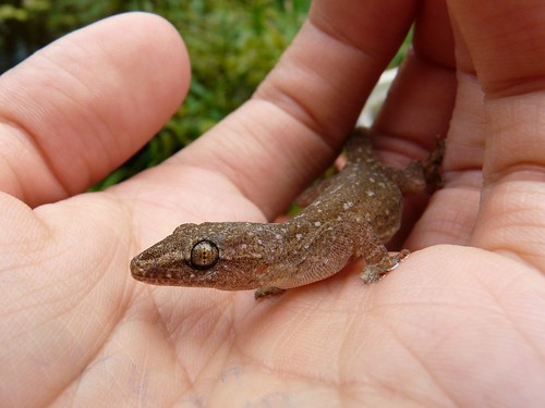 Common House Gecko (Hemidactylus frenatus) - 疣尾蝎虎