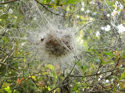 social spider and nest bghtta141007