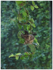 humming bird nest by zoso_86