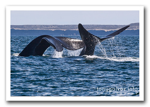 Southern right whale / Ballena franca austral, Península Valdés