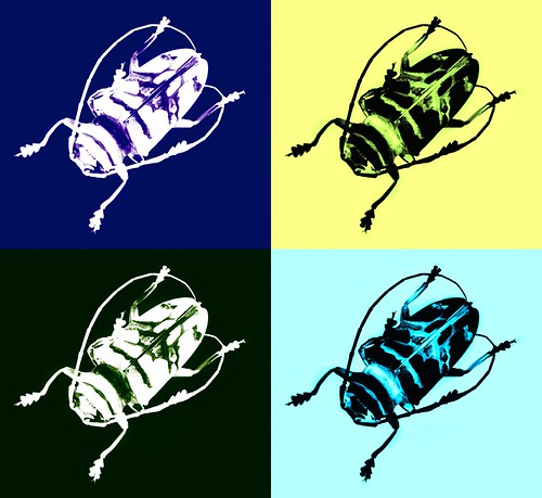 Coleoptera after Warhol