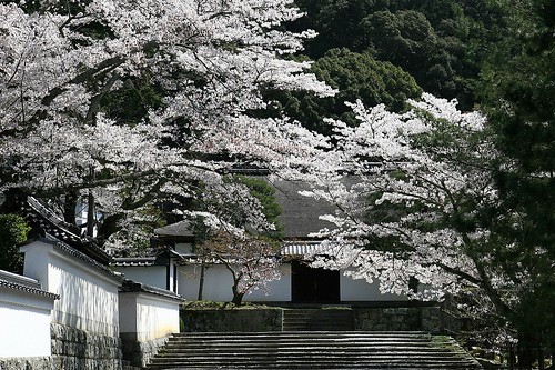 南禅寺の桜1