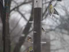 UPside down goldfinch