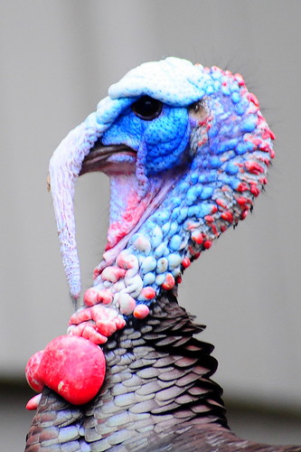 Wild blue turkey head by tibchris, on Flickr