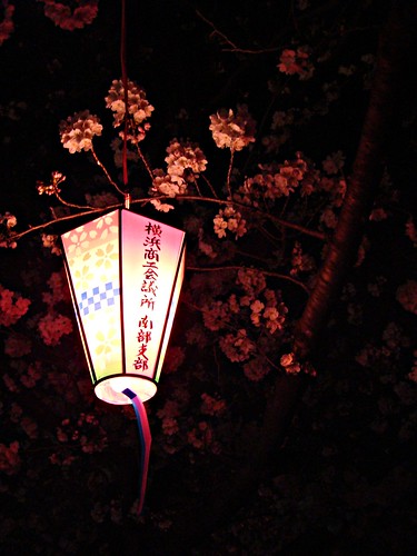 lanterns with blossoms at night