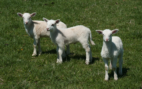 raising katahdin sheep in