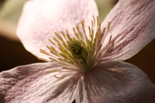 Pink Clematis in Daylight, ISO 100,photographedublin, Ireland, Flowers, Botany