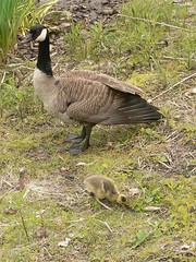Goose and Baby