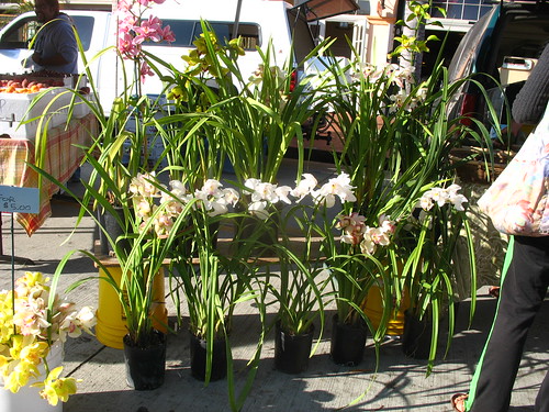 Cymbidium orchids for sale