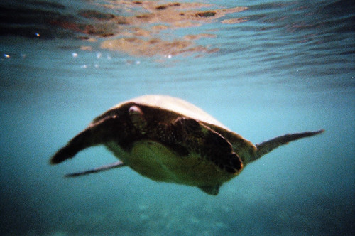 Sea Turtle 1