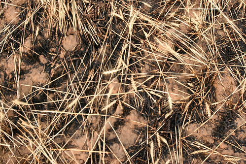 Burnt wheat on Luthi's field.