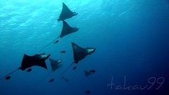 School of Spotted Eagle Ray, Saipan