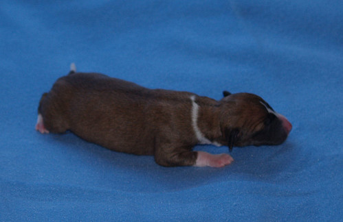 Animagi Welpen (Whippet) / puppys; 1 day old; Hündin5