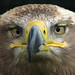 Steppe Eagle (Mir)