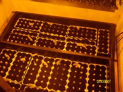 1st day seeds