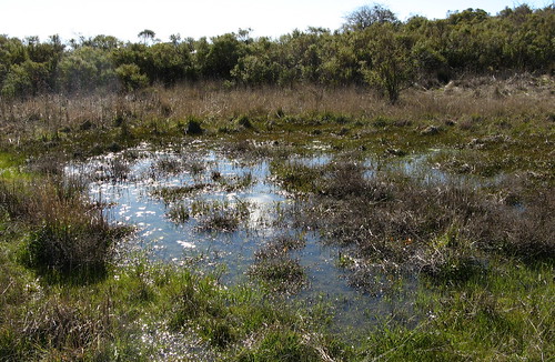 Swampy area