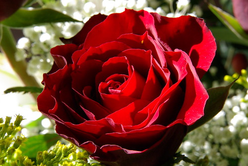 Rose de Saint-Valentin par ShinjukuSan