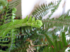 new fern growth uncurling