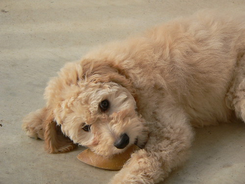 mini goldendoodle puppies. Goldendoodle growing up.