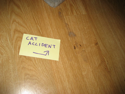 CAT ACCIDENT ->