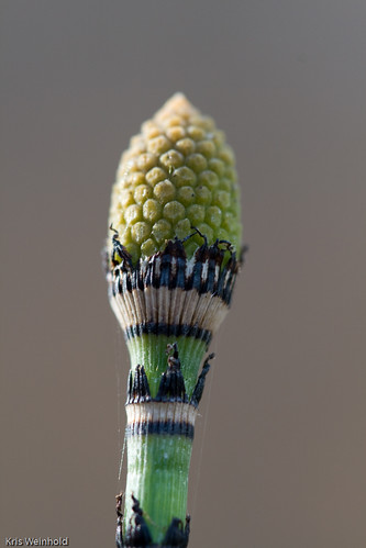 Reed Flower Head