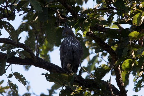 crested hawk eagle resting