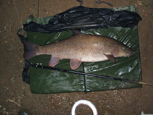 Ouse Barbel 1