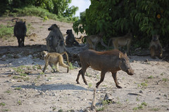 warthogs and baboons going about their business