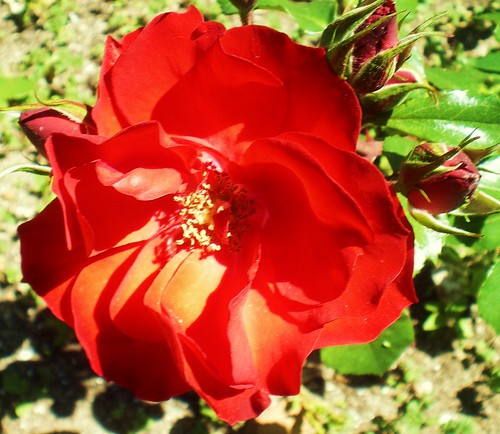 A rose per the 25th April in Portugal