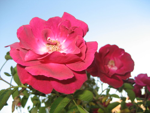 roses, facing the sun