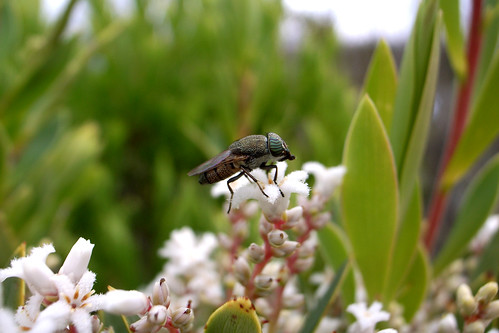 A Fly on a Flower