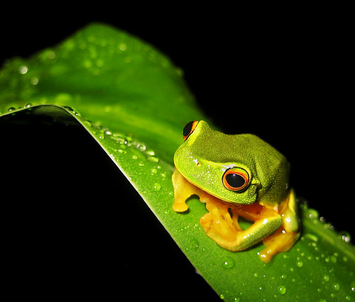 Emile Victor님이 촬영한 Big Eyes - Dainty Green Tree Frog.