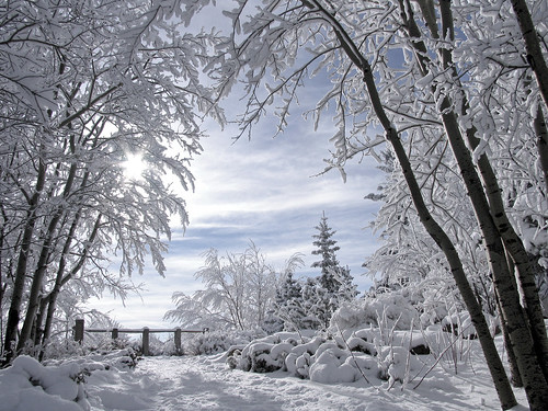 winter. Winter Morning | Flickr