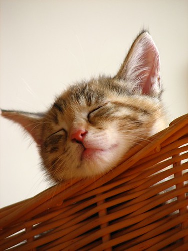 sleeping kitten photo