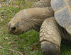 Tortoise  - Tulsa Zoo