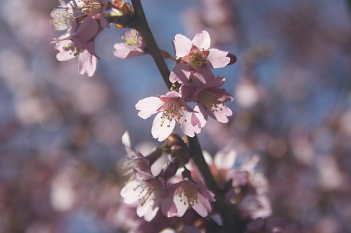 90/365 Cherry Blossom