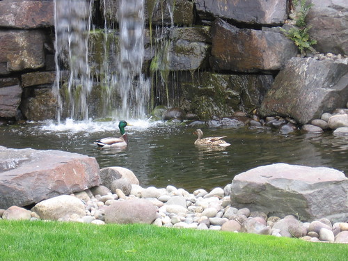 Ducks.JPG