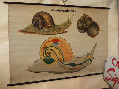 Snail Poster (by ann-dabney)